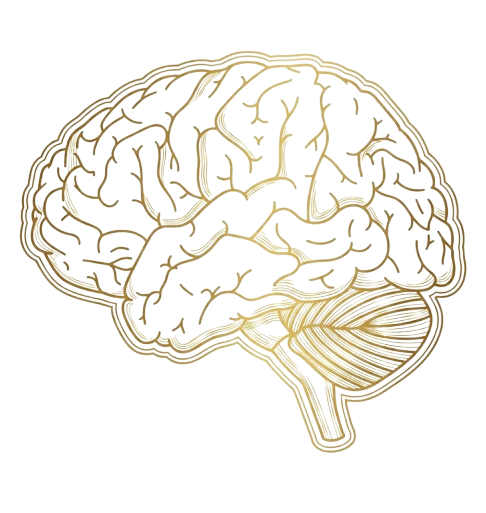 cerebro